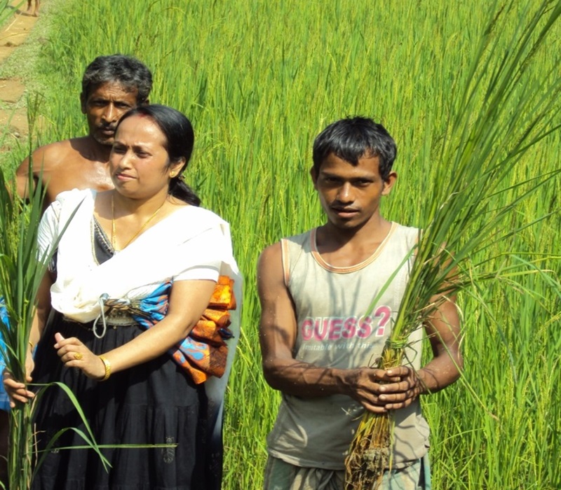 Assesment of Integrated Nutrient Managment in paddy-e