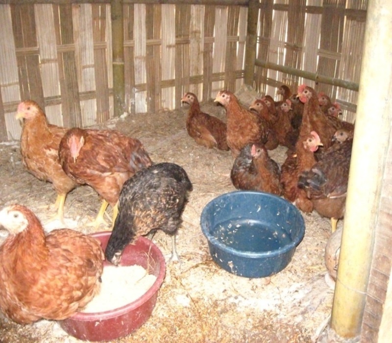 Assessment of Vanaraja birds in backyard-e