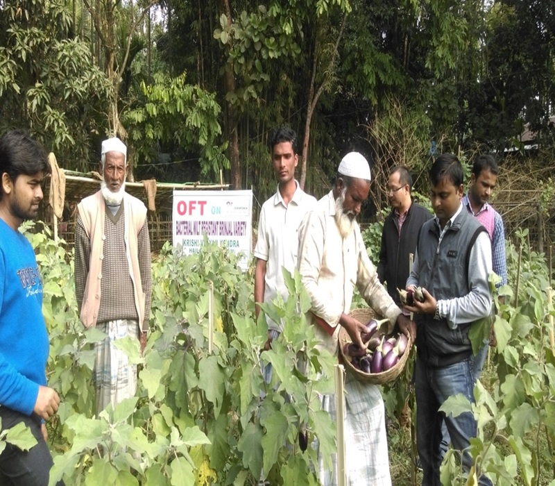 Assessment of bacterial wilt resistant high yielding brinjal variety-e