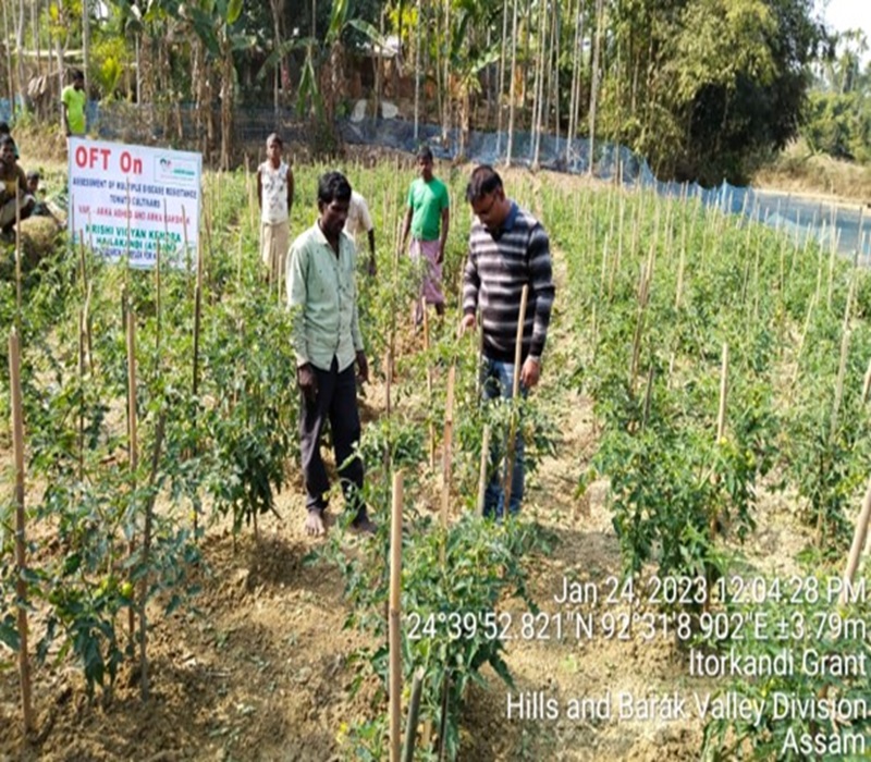 Assessment of multiple disease resistance tomato cultivars Arka Abhed and Arka Rakshak cultivation