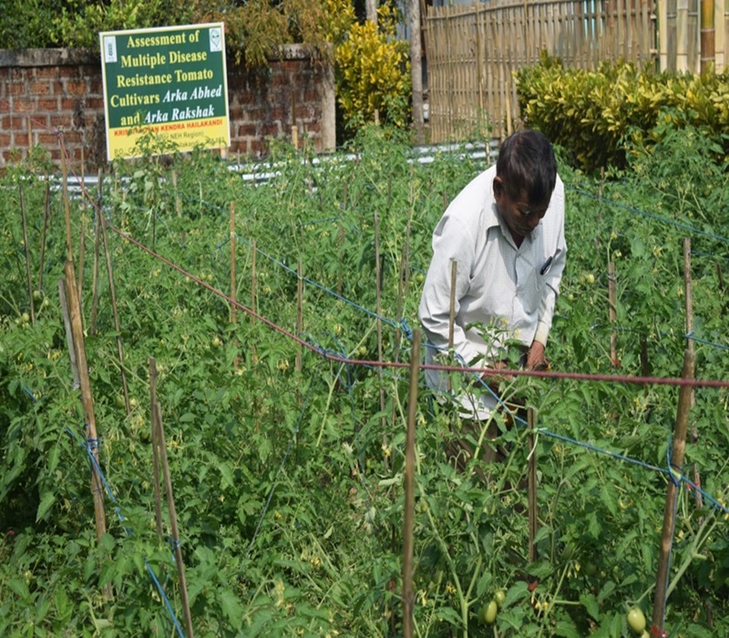Assessment of multiple disease resistance tomato cultivars Arka Ahbed and Arka Rakshak