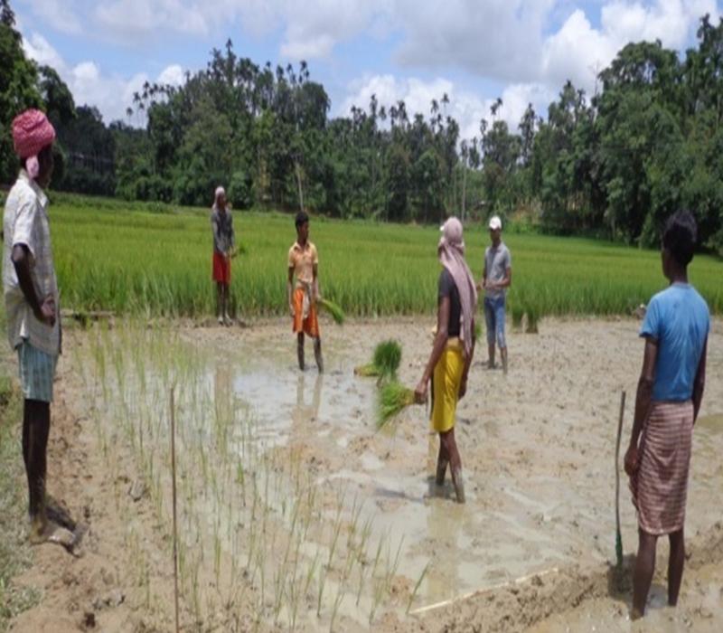 Demonstration on Sali Paddy under line sowing and spacing (Var-Ranjit)