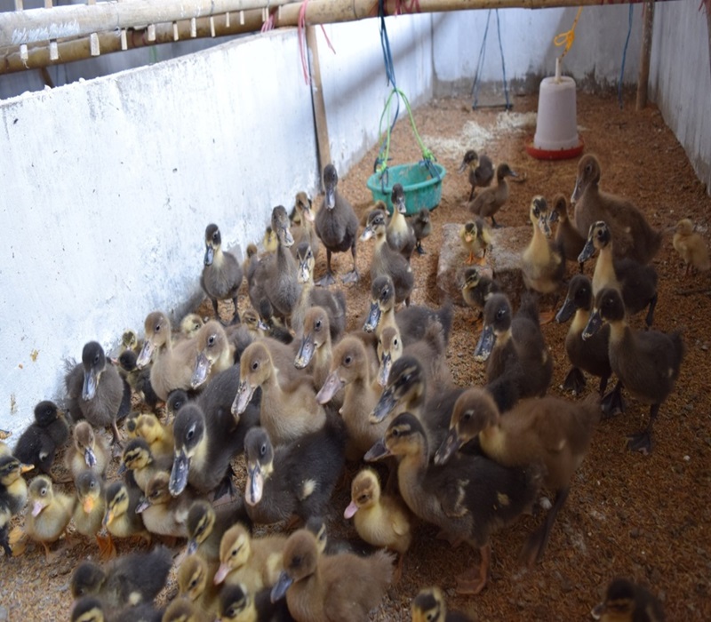 Duck Unit (Var, Chara Chambali)