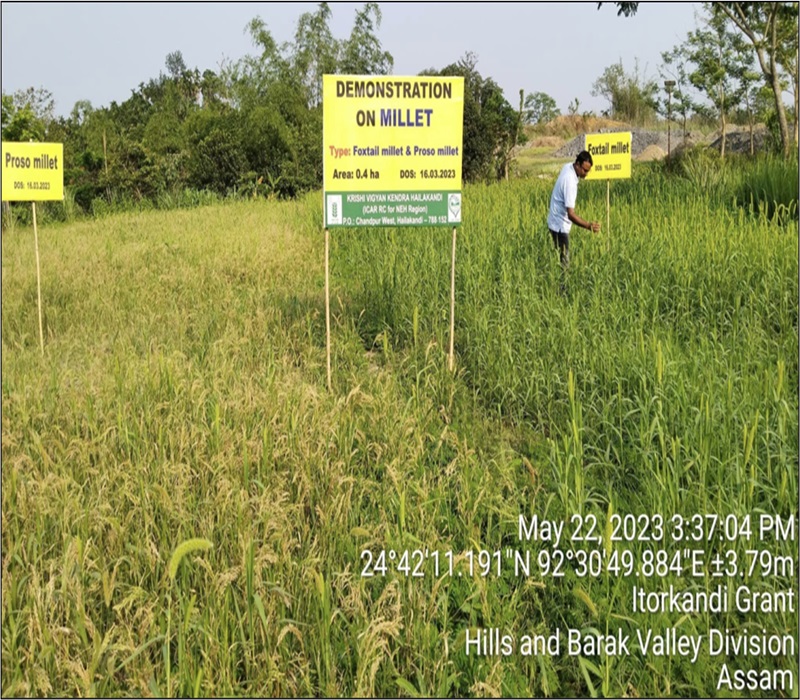 Introduction of millets in Hailakandi district