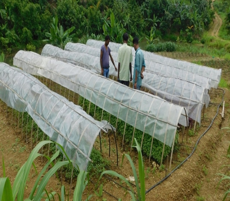 Low Cost Plastic Tunnel_1