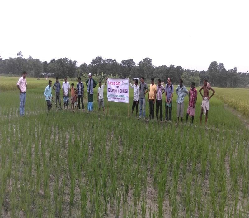 Popularisation of Drudgery reduction in weeding by popularising cono-weeder