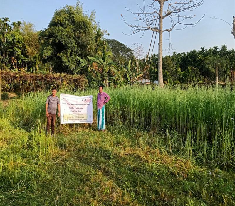 Popularisation of Fodder production (oat)