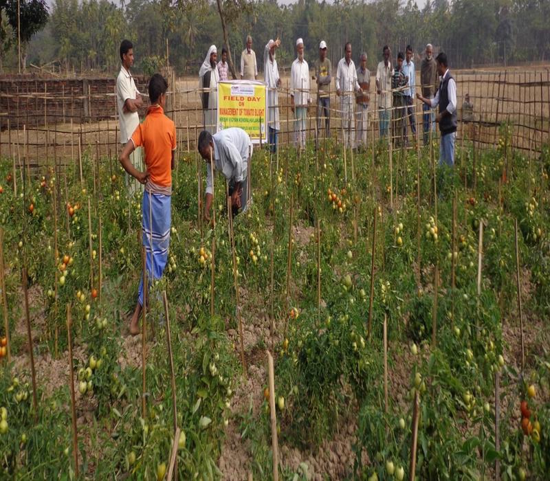 Popularisation of Integrated management of blight disease in tomato