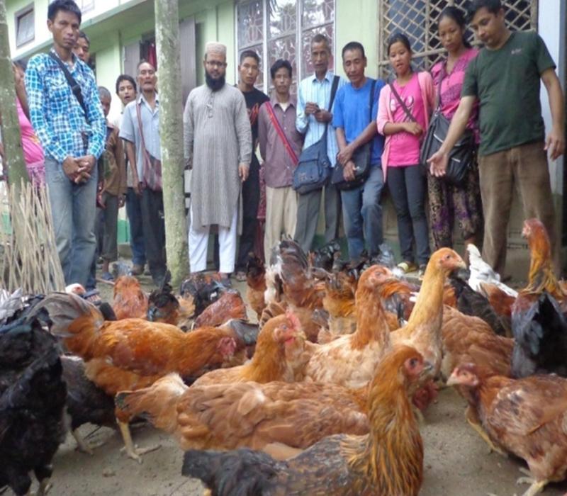 Popularisation of Vanaraja birds in backyard