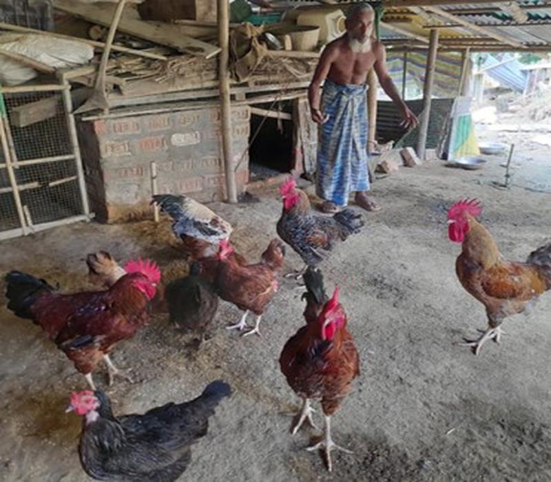 Popularisation of Vanaraja for backyard poultry production