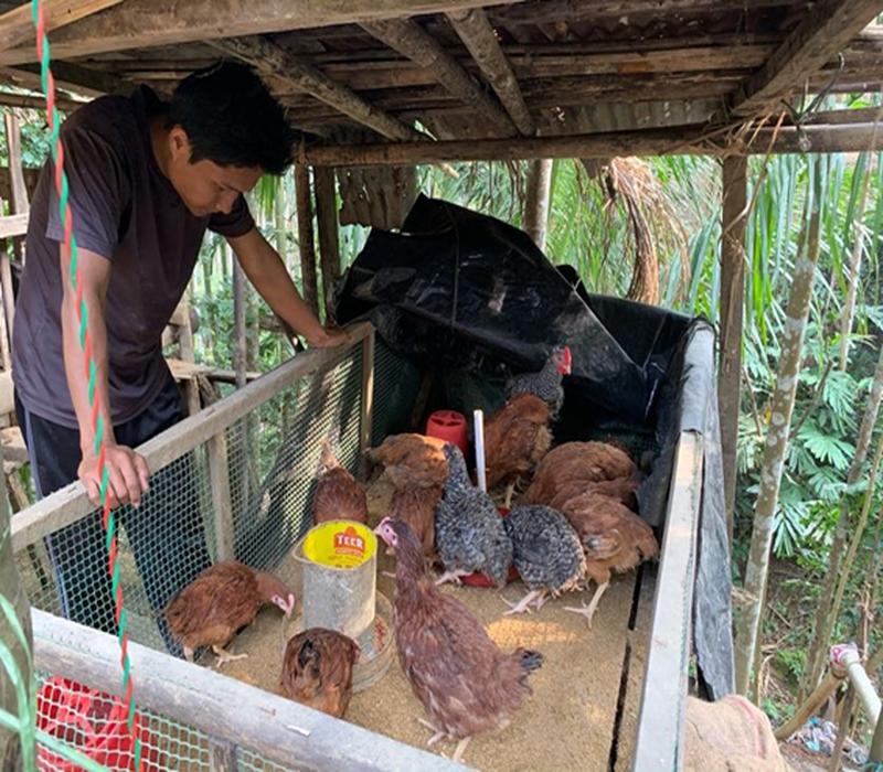 Popularisation of Vanaraja for backyard poultry production