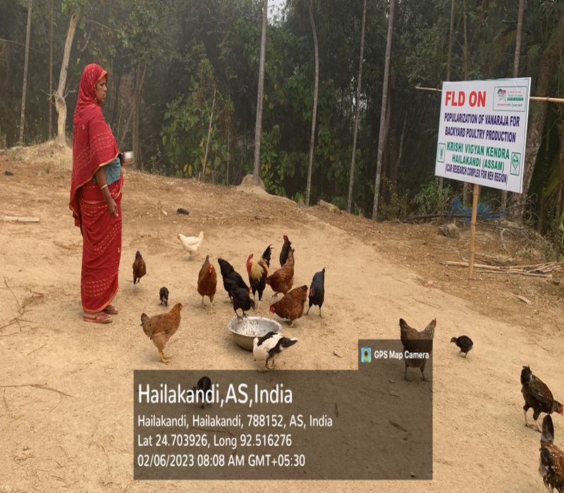 Popularisation of Vanaraja for backyard poultry production