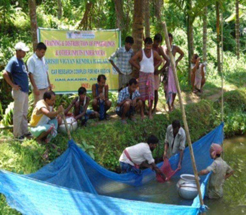 Popularisation of carp seed rearing at backyard pond