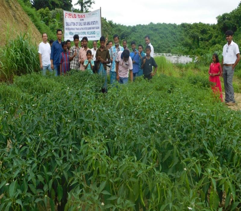 Popularisation of chili varieties (var. Arka Kyati) with recommended package of practices for kharif season