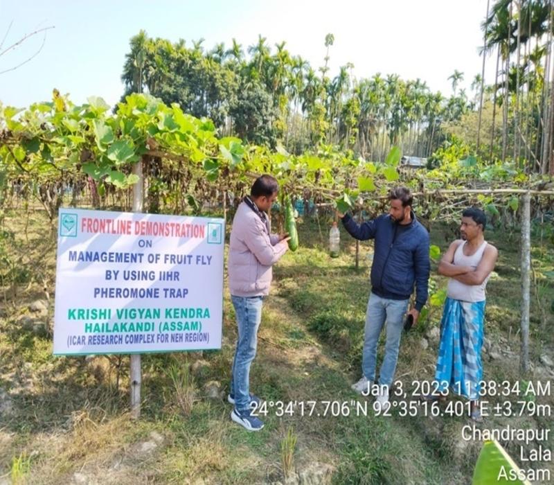 Popularisation of fruit fly pheromone trap in vegetables