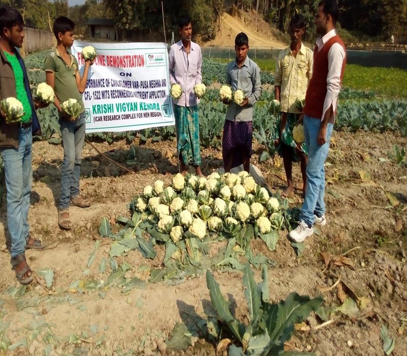 Popularisation of high yielding varieties of cauliflower with Pusa Meghna/ with recommended application of NPK  mixture