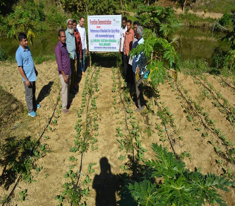 Popularisation of high yielding varieties of knol khol with recommended packages of practices (var. Early White)