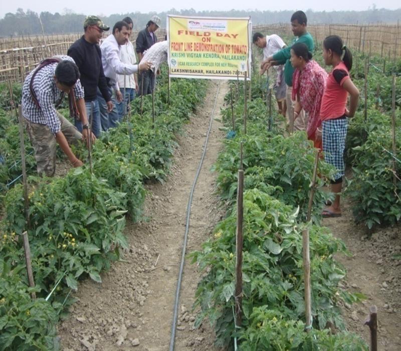 Popularisation of hybrid-high yielding variety of Tomato