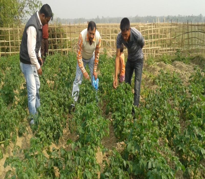 Popularisation of hybrid-high yielding variety of potato (Kufri Jyoti-Kufri Megha)