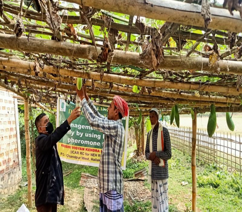 Popularisation of management of fruit fly in vegetable by using pheromone trap