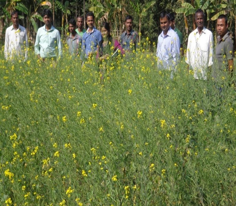 Popularisation of minimum tillage in toria cultivation in paddy- toria cropping sequence_e.jpg