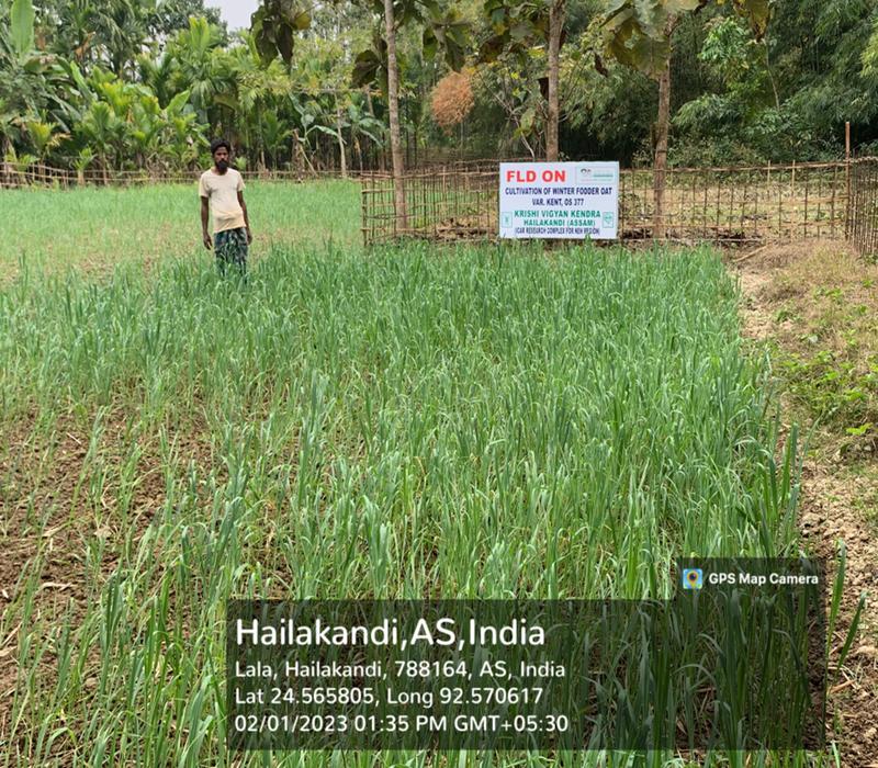 Popularisation of winter fodder Oat (var. Kent and JHO-851-822) as green fodder