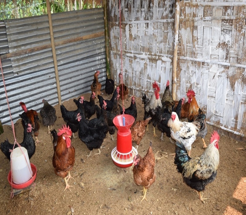 Poultry Unit(Var.Vanaraja)