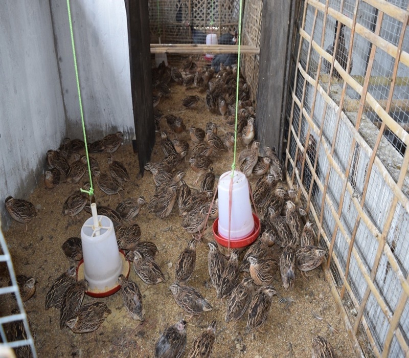 Poultry Unit(var. Japanese Quail)-1