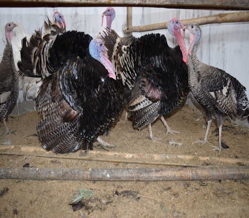 Poultry unit(var.Turkey)