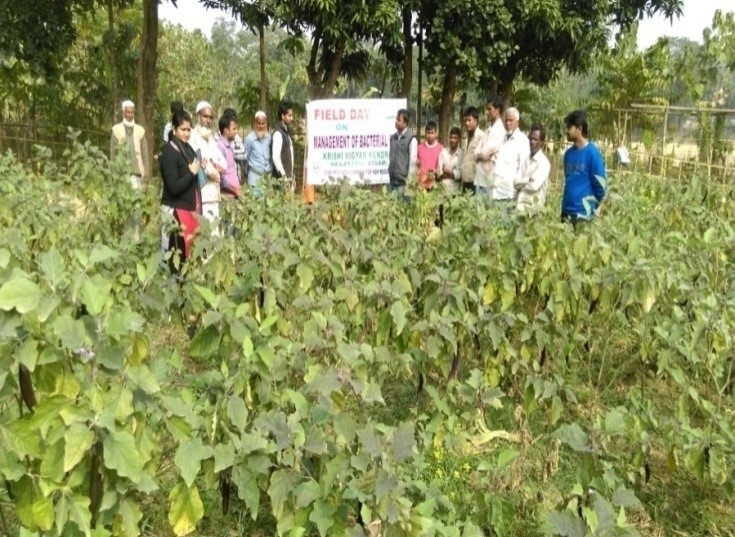 Success_brinjal tilt