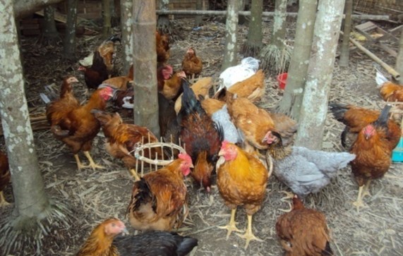 Vanaraja-in-farmers-backyard