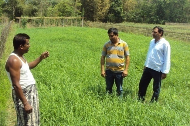 Visit to fodder oat field of Md. Mazumdar at Kanchanpur