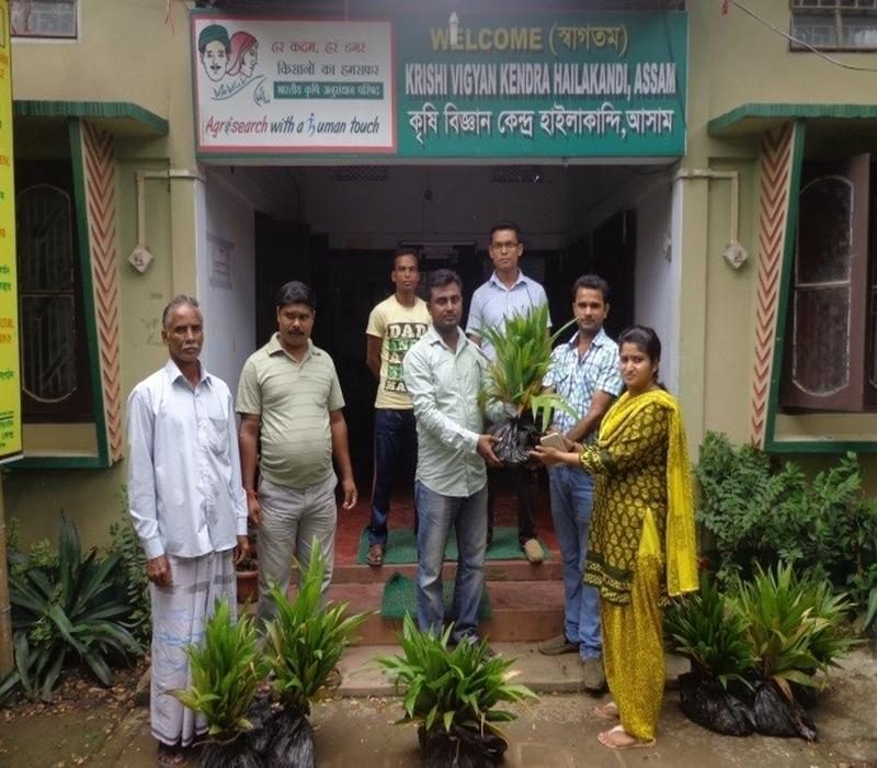 Arecanut Planting Material Distribution