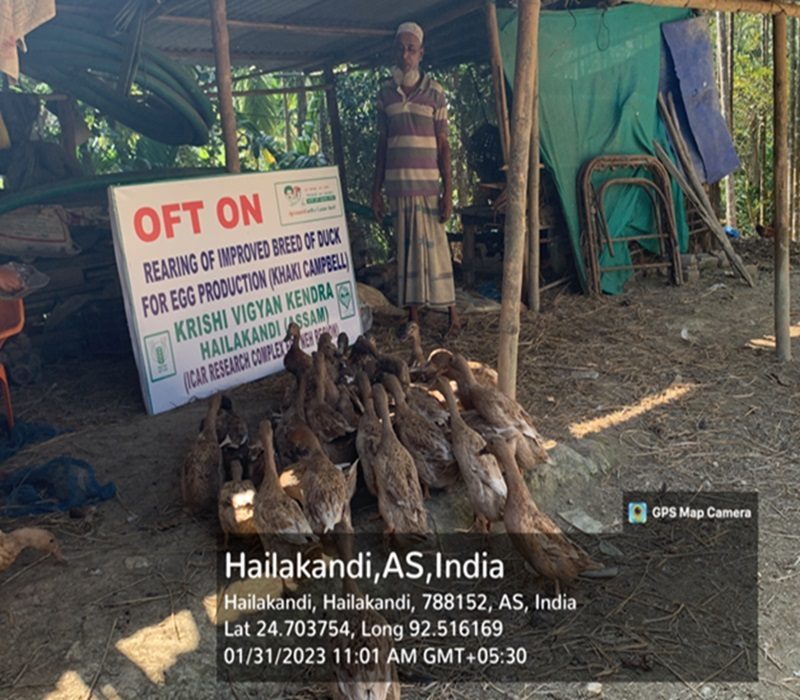 Assessment of Duck rearing for egg purpose-e