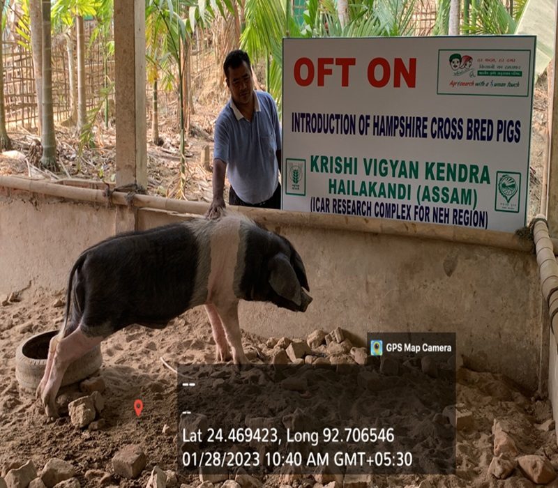 Assessment of Hampshire cross pigs-e