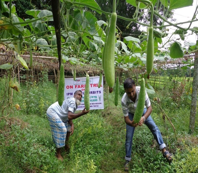 Assessment of IPM packages for cucurbitaceous vegetable-e