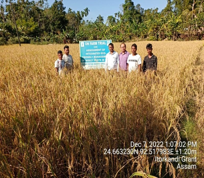Assessment of Integrated Eco-friendly management of insect pests in rice cultivation