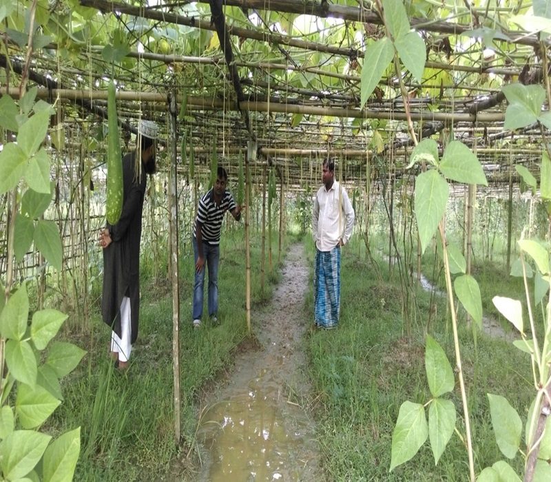 Assessment of Integrated Pest Management in Bottle Gourd (var. Gadda 140 F1)-e