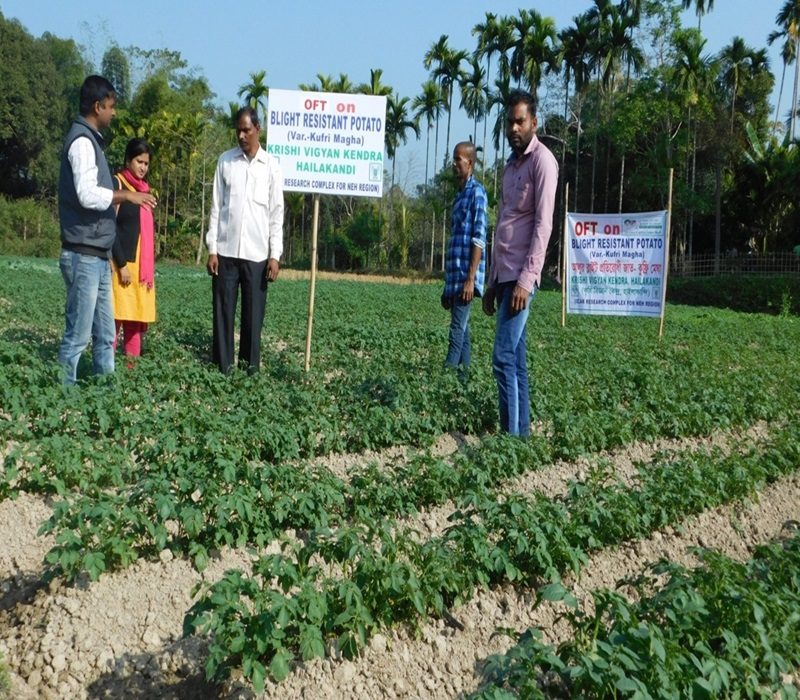 ssessment of Late Blight resistant potato variety (Var. Kufri Megha)-e