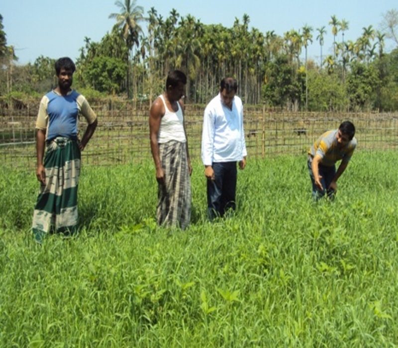 Assessment of Oat (var. Kent) for fodder-e