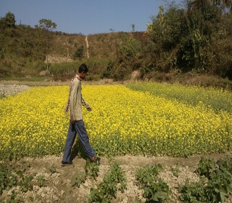 Assessment of Toria to increase oilseeds production of the district