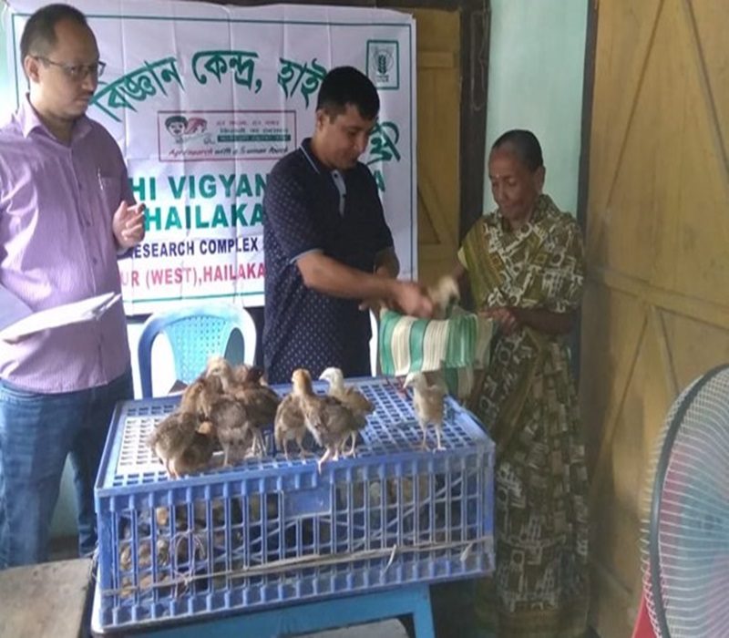 Assessment of backyard poultry rearing with improved germplasm-e
