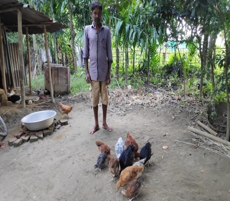 Assessment of backyard poultry rearing with improved germplasm-e