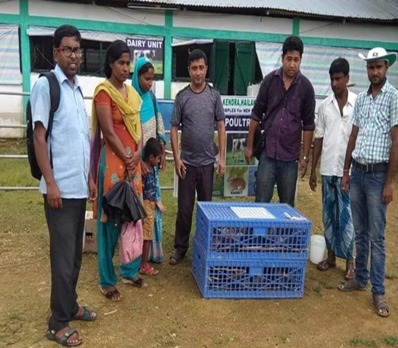 Assessment of backyard poultry rearing with improved germplasm (var. Srinidhi)-e