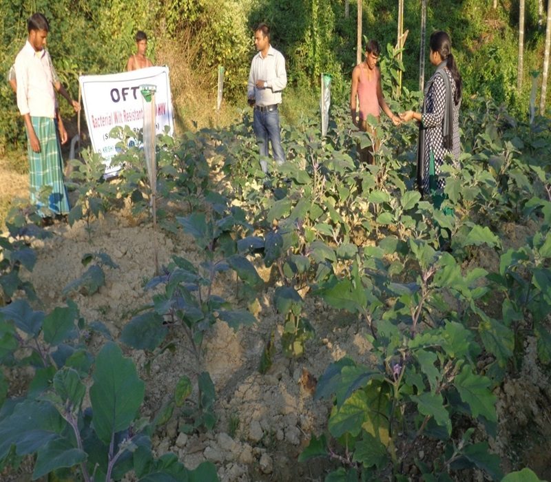 Assessment of bacterial wilt resistant high yielding brinjal variety-e