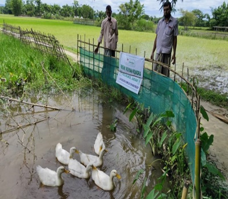 Assessment of duck rearing for meat purpose (Breed-White Pekin)-e