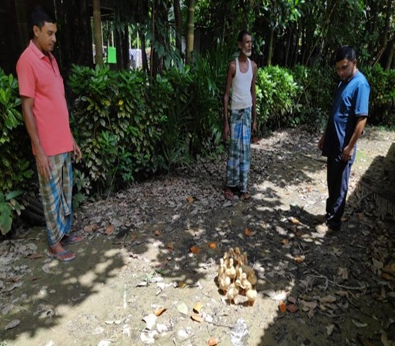 Assessment of duck rearing for meat purpose-e