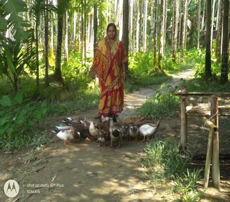 Assessment of duck rearing for meat purpose