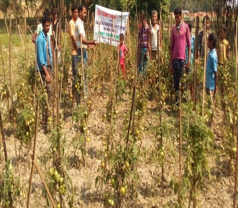 Assessment of high yielding variety of Tomato (var- Megha Tomato 3)-e