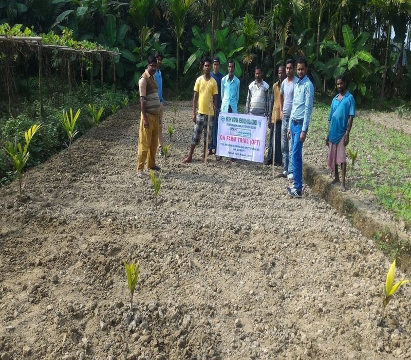 Assessment of high yielding variety of areca nut var- Kahikuchi- 1-e